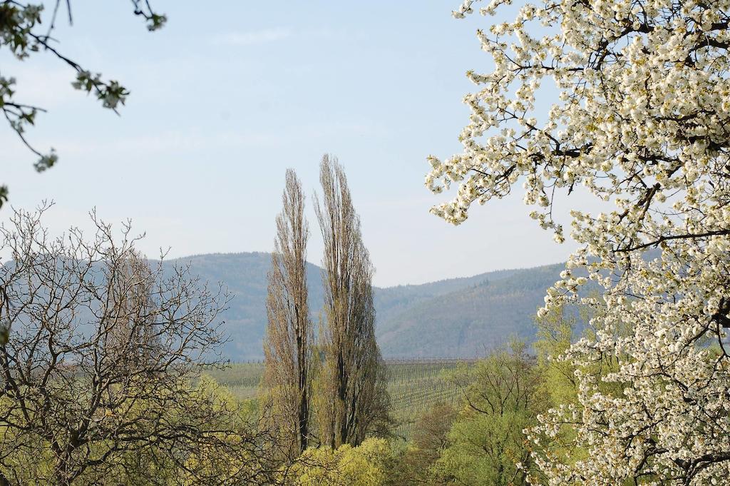 Gaestehaus Kleine Kalmit Landau in der Pfalz Buitenkant foto